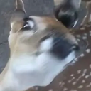 A_Deer_1-A_Deer_Suit icon