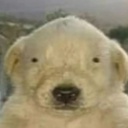 AestheticUgcCat-AwesomeRingtones-1.0.0 icon