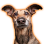 Ahh_mods-SkibidiJester-1.0.5 icon
