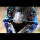 AlertingAvian-FrootLoopzModpack-1.0.0 icon