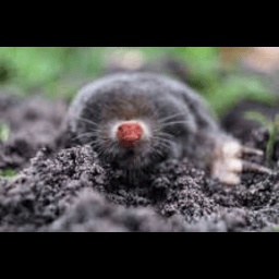 Aperson-Mole_mixtape icon