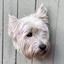 Arpy-PuppyScripts-1.4.1 icon