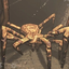Astanpaeus-CreepySpider-1.0.0 icon