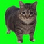 BakaMODs-CatBrainRot-1.0.2 icon