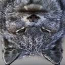 Bananegame-PlayerModelsBG icon