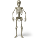 BoneZone_Discord-BoneZone icon