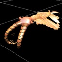 Ccode_lang-Anomalocaris-0.0.2 icon