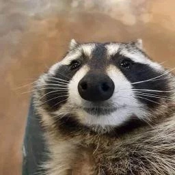 Charu-Charu_modsuwu icon