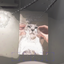 ChiefInDaSoder-CatPostersAndPaintings-1.0.0 icon