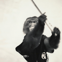 Chimpin-Team_Chimpin_Modpack-1.0.1 icon