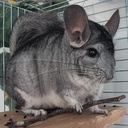 Chinchilla-ChinchillaModpack icon