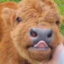 Cow-CowModPack icon