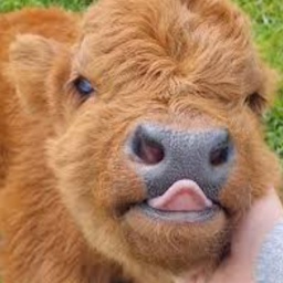Cow-CowModPack icon