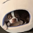 Cutie-anti_paradise icon
