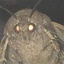 Domyno_squad-Moth_Suit-1.0.0 icon