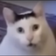 DougHRito-HuhCatValuable-1.0.0 icon
