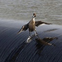 DougHRito-SurfinDuck-1.0.0 icon