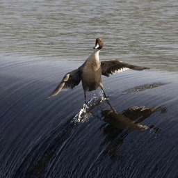 DougHRito-SurfinDuck icon
