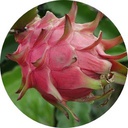 Draco-DracoAdditions icon
