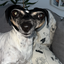 Dragonias-RandomVoices-1.6.1 icon