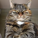 Durptons-DurptonsModPack icon