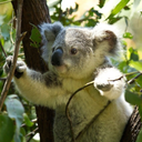 Eucalyptus-Koalas_Weapons_and_Valuables-2.0.4 icon