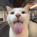 FemboyLou-SillyModpackforSillyFriendss icon