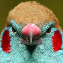 Firebug-Nest_LEAK-1.0.1 icon