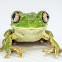 FroggyPete-FroggyPackLite icon
