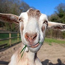 GHA-GHAPack icon
