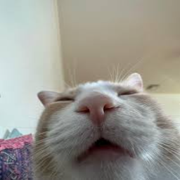 GarStudios-Cat_Robe icon