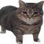 GarStudios-Oiia_Cat_Valuable-1.0.0 icon