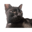 GatekeeperCat-Cat_s_Refunkfied_ModPack_BASE-0.4.6 icon