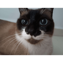 GatekeeperCat-The_Funky_GC_Modpack icon