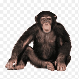 Glonfel-Nome_mt_foda icon