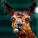 GoatCamelORilla-GoatCameloRilla-1.0.2 icon