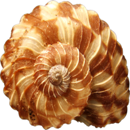 GoldenLand-GoldTV_Bonshow icon