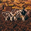 Gonsplitters-Gonsplitters_White_Dragons-1.0.1 icon