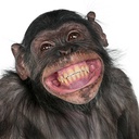 Goomba-Monkey_Legion_Modpack icon