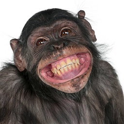 Goomba-Monkey_Legion_Modpack icon
