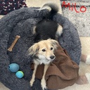 JMC-Milo_Pack icon
