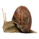 Japes-BurningMemoryOfAnImmortalSnail_JapesEdit-1.0.0 icon