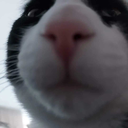 Liams-Cats icon