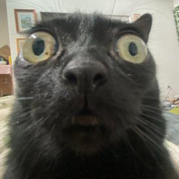Loft-Shartpak icon