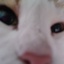 Miau-Cat_paintings-1.4.0 icon