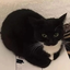 Michoto-Maxwell_the_Cat-1.0.0 icon