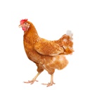 Mugello-ChickenTurret-1.0.0 icon