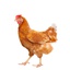Mugello-ChickenTurret-1.0.1 icon