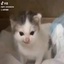 NEVAR-GermanCatMeme-1.0.2 icon