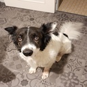 NEVAR-HappyTheDogValuable-1.0.1 icon